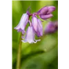 bellaflora Gartencenter GmbH
