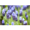 bellaflora Gartencenter GmbH