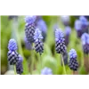 bellaflora Gartencenter GmbH