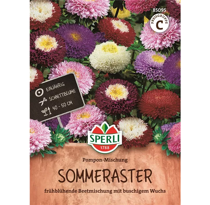 Sommeraster Pompon Mischung