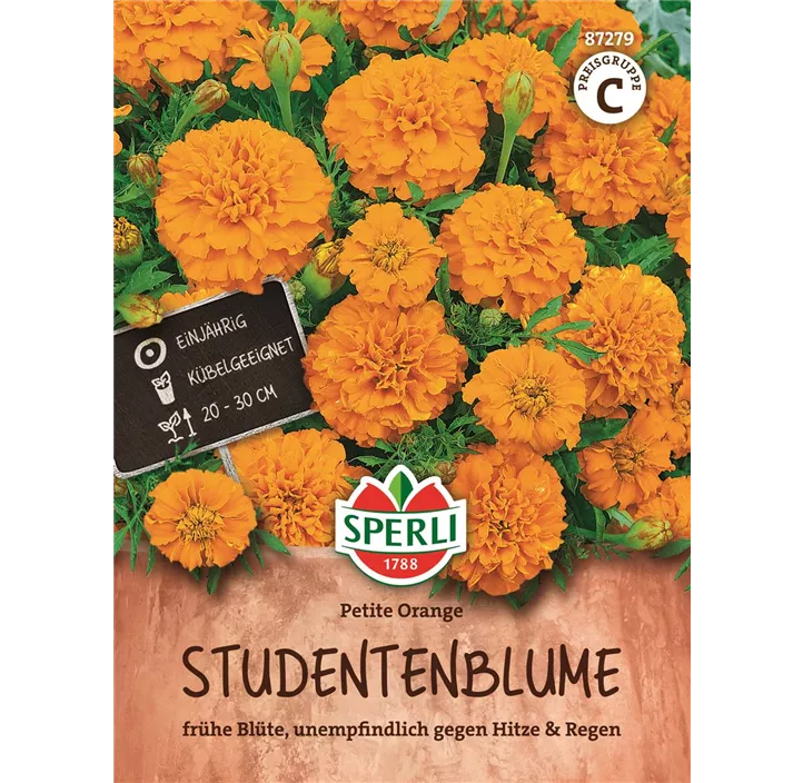 Studentenblume Petite Orange