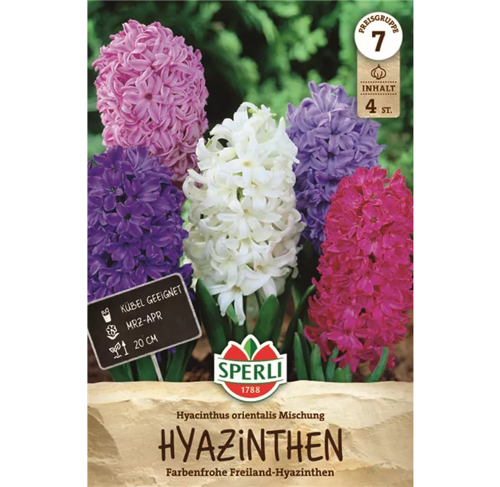Garten-Hyazinthe