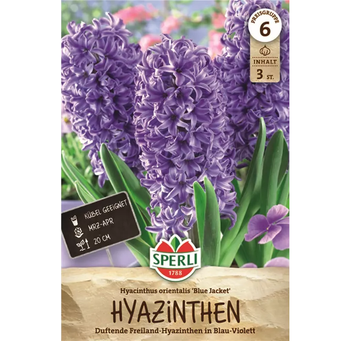 Hyazinthe 'Blue Jacket'
