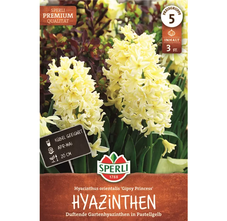 Hyazinthe 'Gipsy Princess'