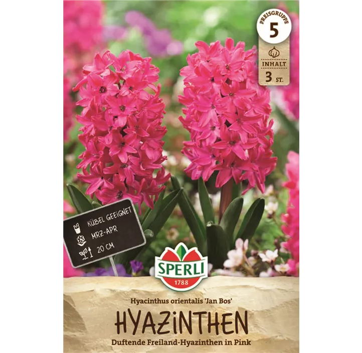 Hyazinthe 'Jan Bos'