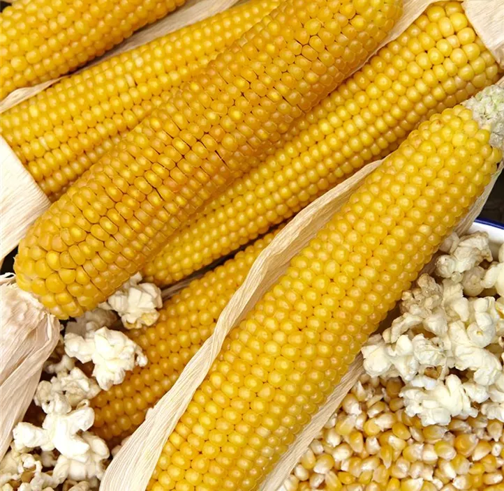 Popcornmais Nana