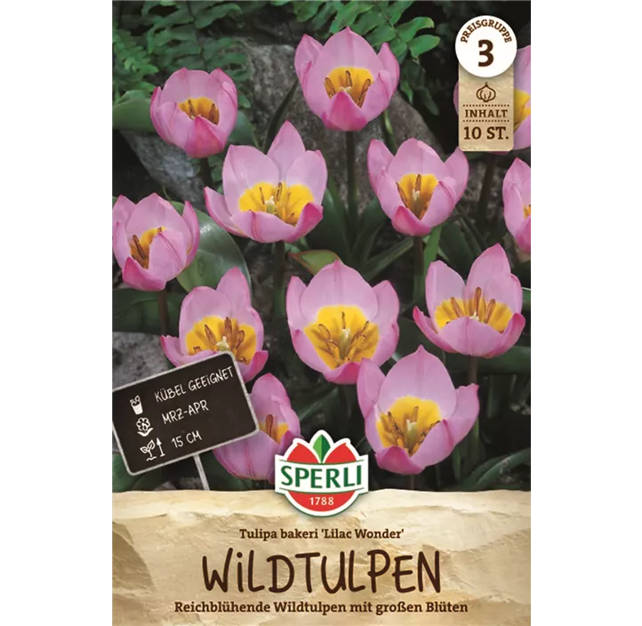 Kretische Tulpe 'Lilac Wonder'