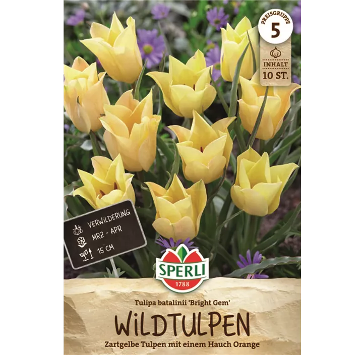 Zwerg-Tulpe 'Bright Gem'