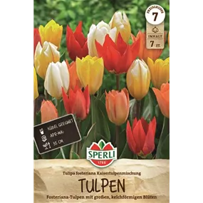 Tulipa fosteriana Mix