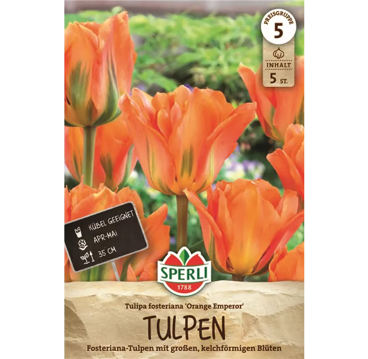 Tulpe 'Orange Emperor'