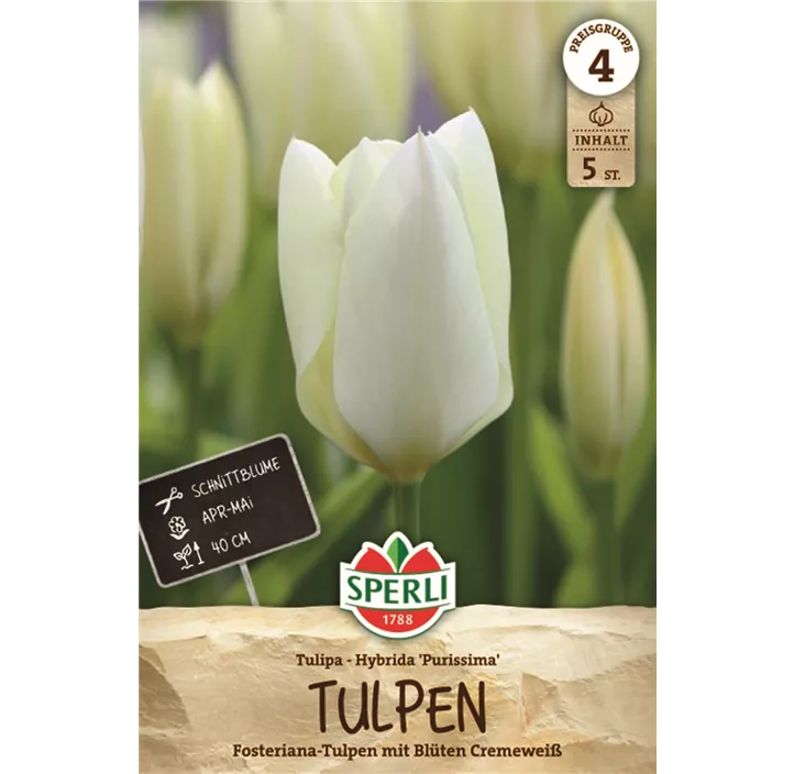 Foster-Tulpe 'Purissima'