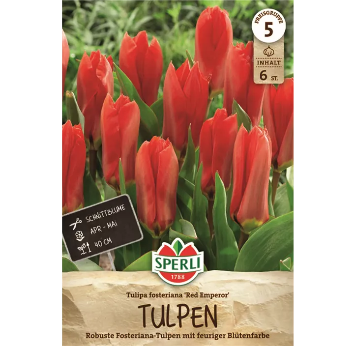 Tulpe 'Red Emperor'