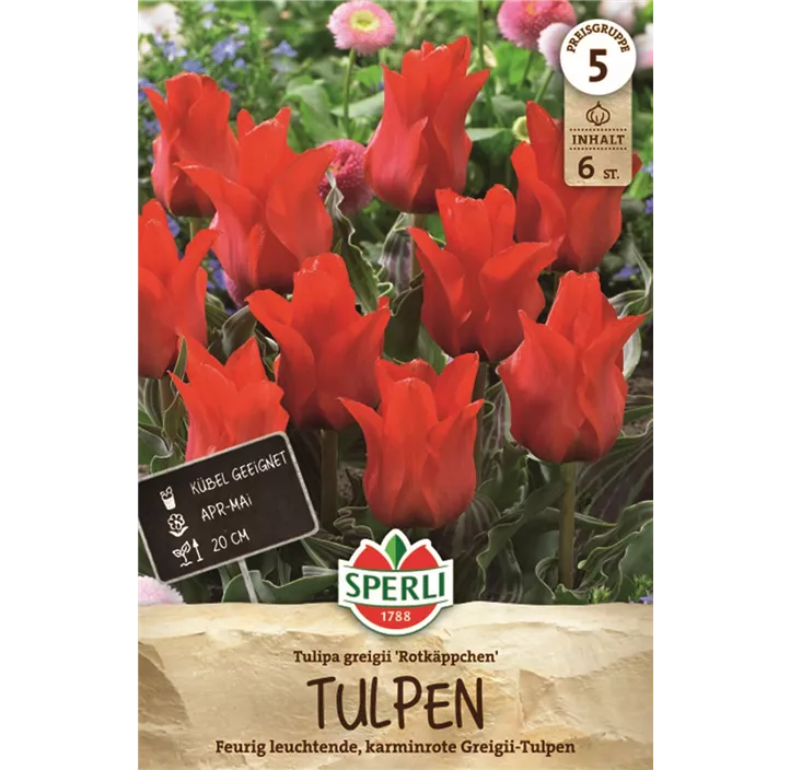 Tulpe 'Red Riding Hood'
