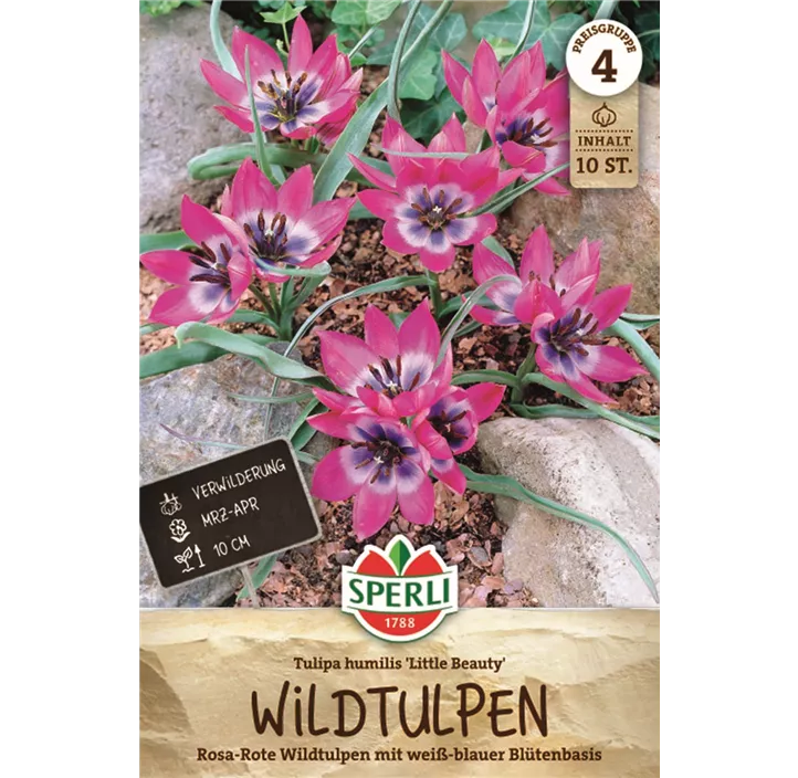 Niedrige Tulpe 'Little Beauty'