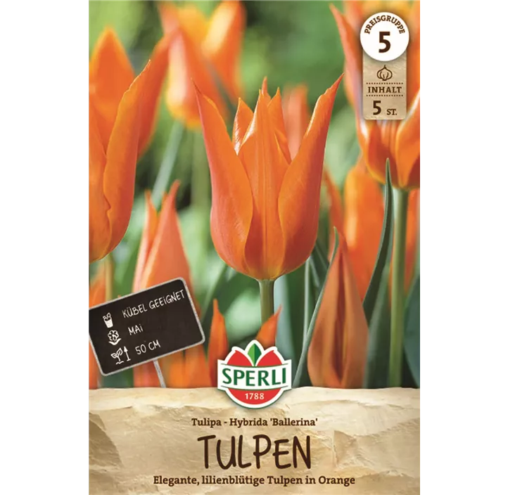 Tulpen Ballerina