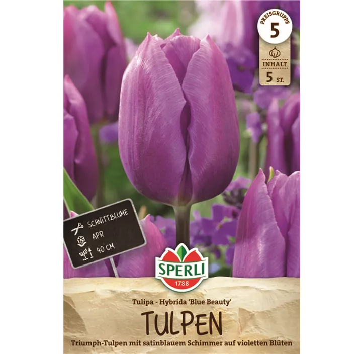 Tulpen Blue Beauty