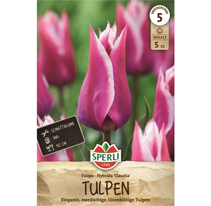 Tulpen Claudia