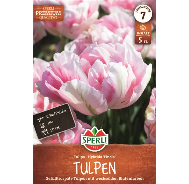 Tulpen Finola