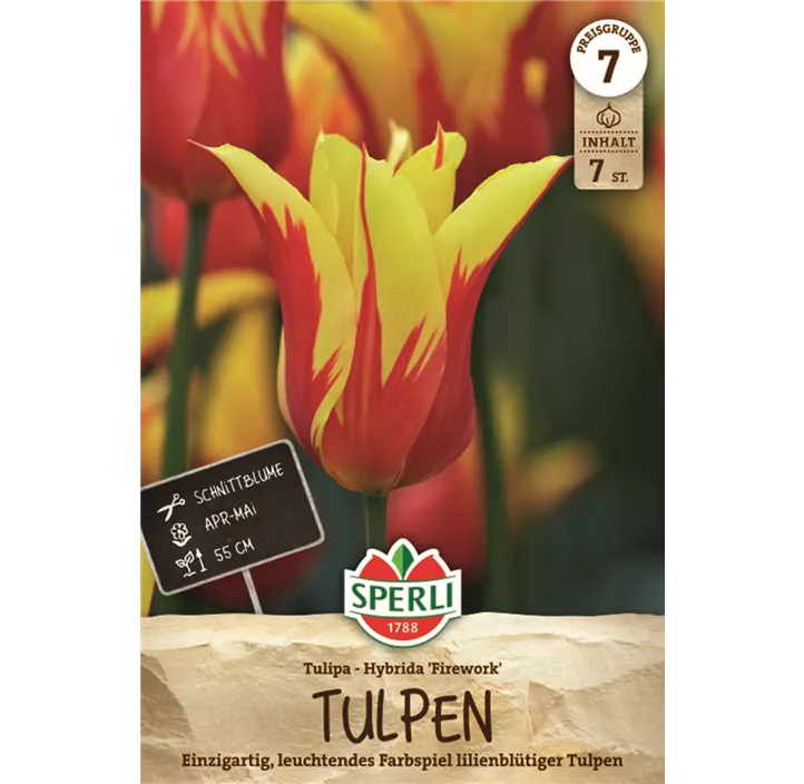 Tulpen Firework