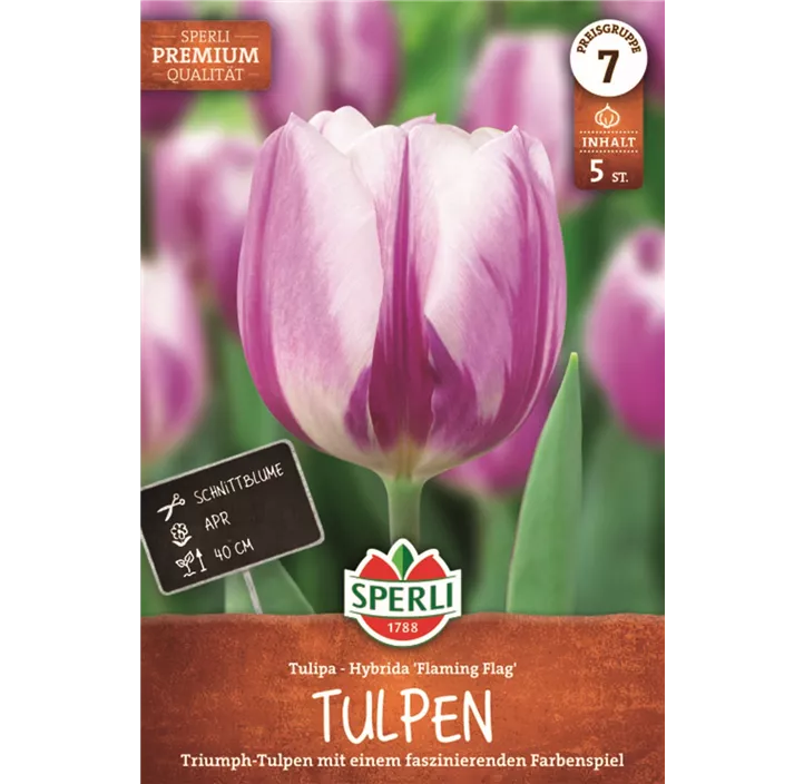 Tulpen Flaming Flag