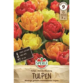 Tulipa hybrids Mix