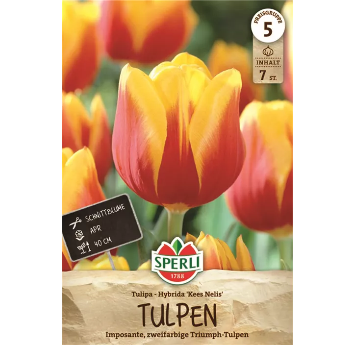 Tulpen Kees Nelis