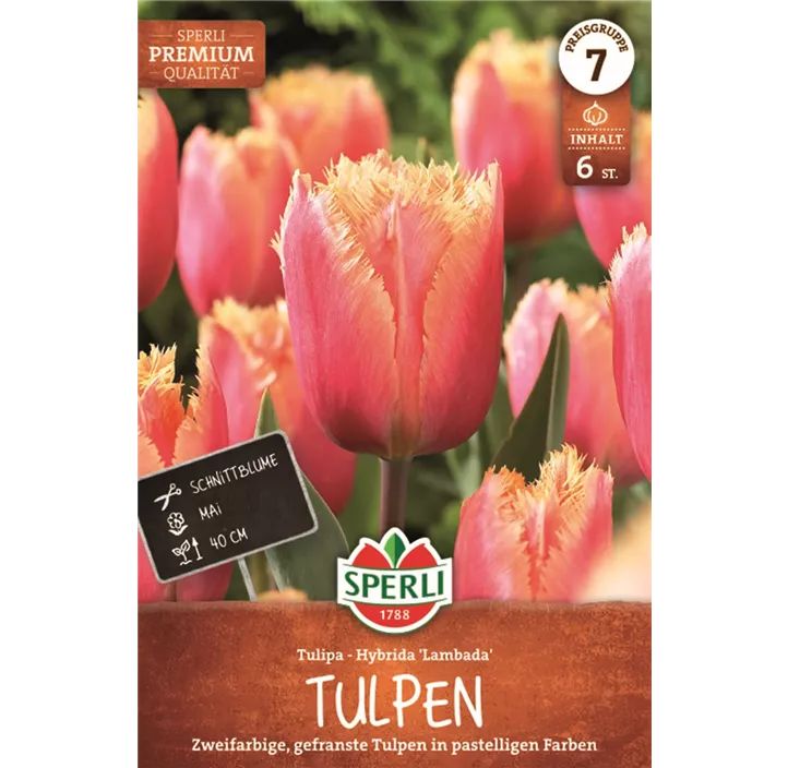 Tulpen Lambada