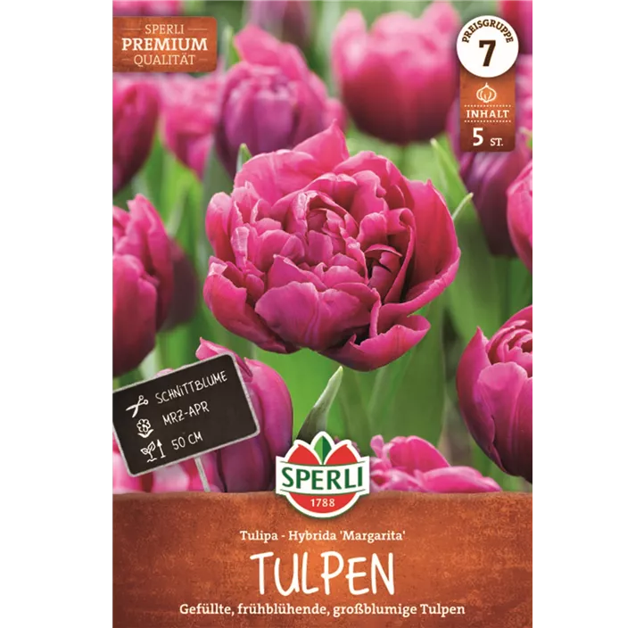 Tulpen Margarita