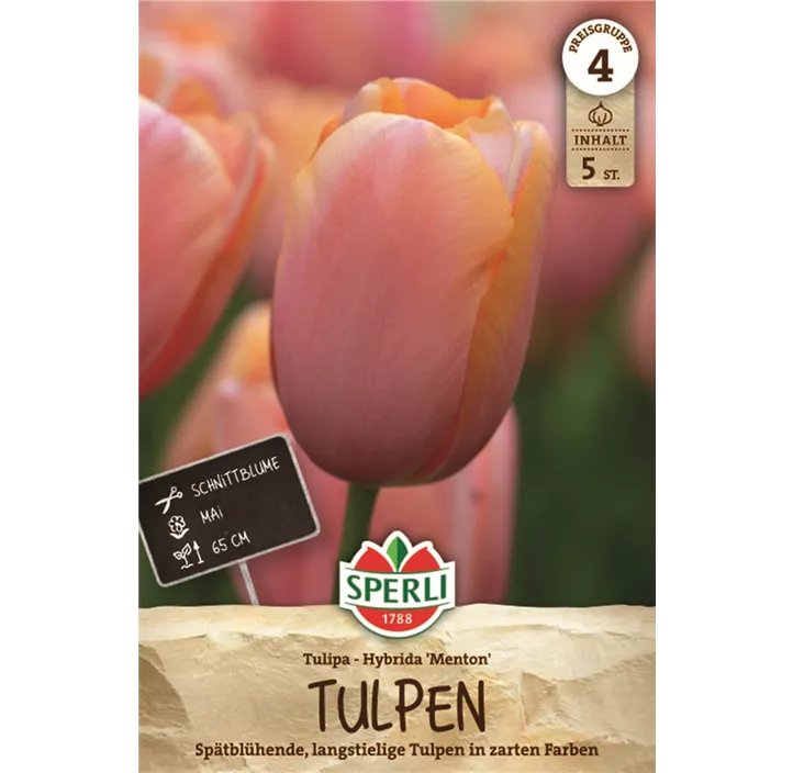 Tulpen Menton
