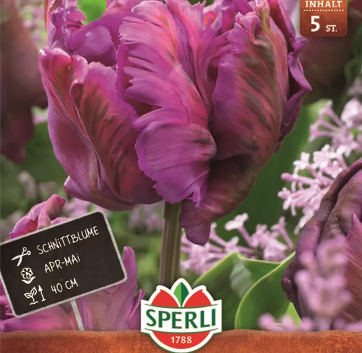 Tulpen Parrot Negrita