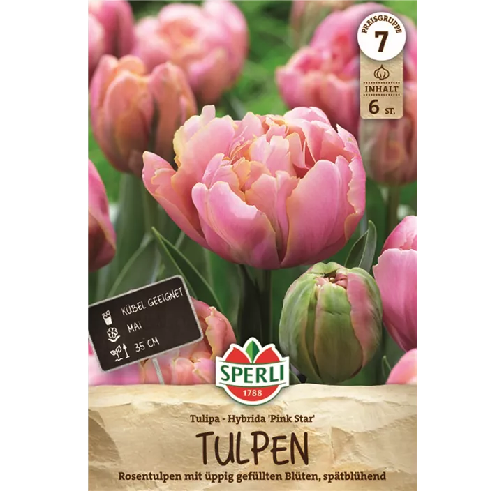 Tulpen Pink Star