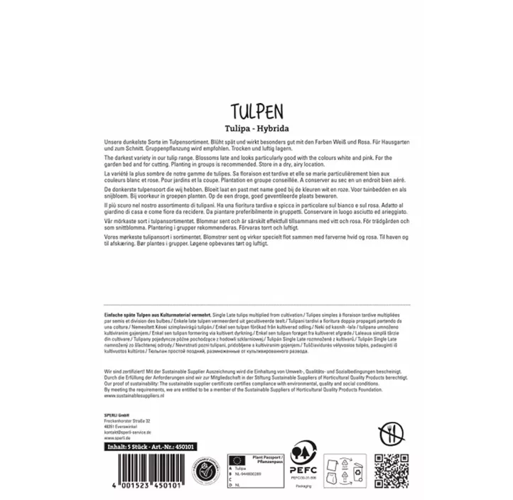 Tulpen Queen of Night