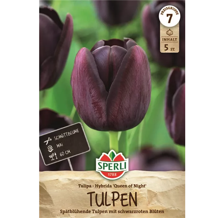 Tulpen Queen of Night