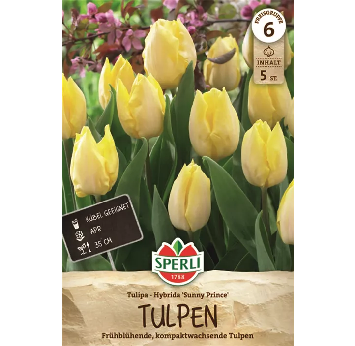 Tulpen Sunny Prince
