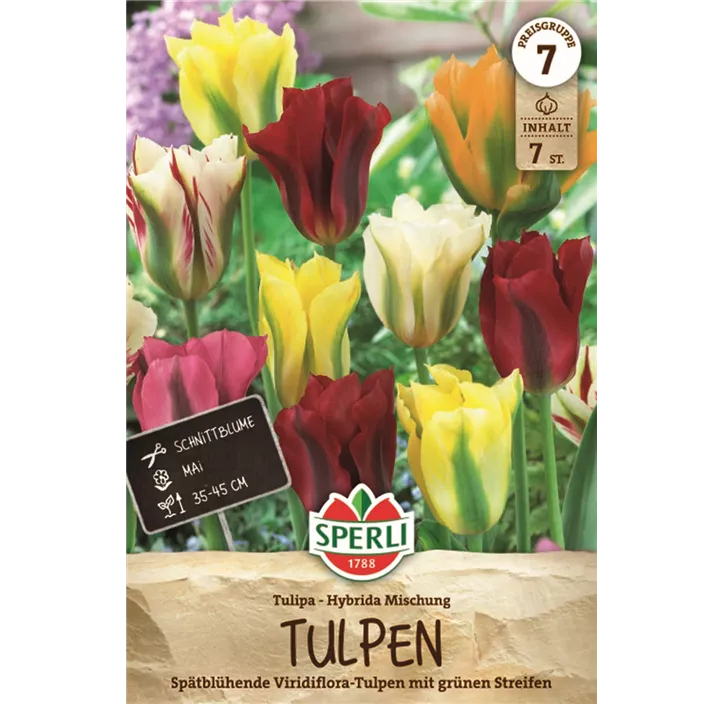 Tulpen Viridiflora Mischung