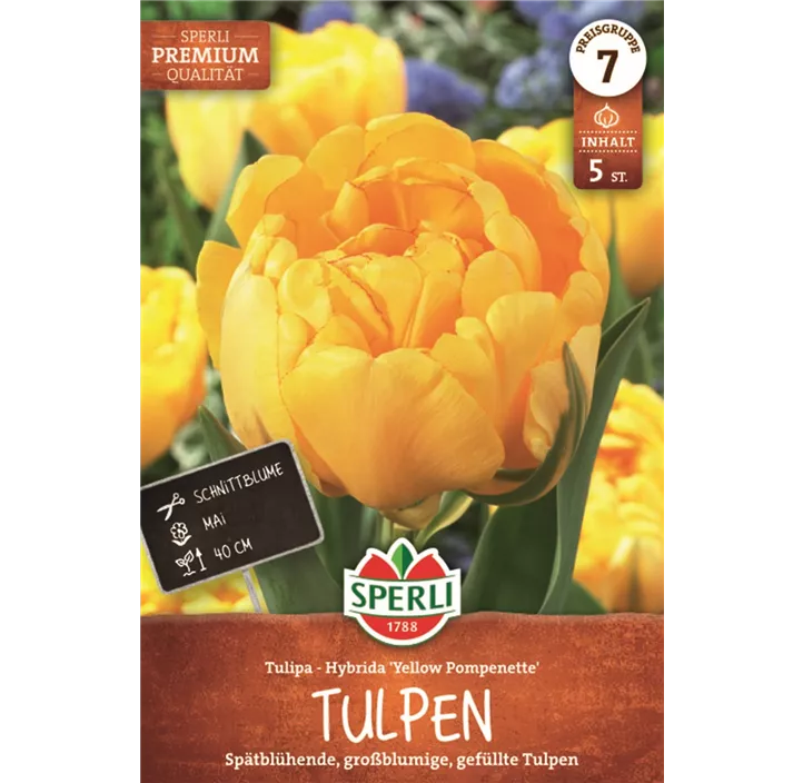 Tulpen Yellow Pompenette