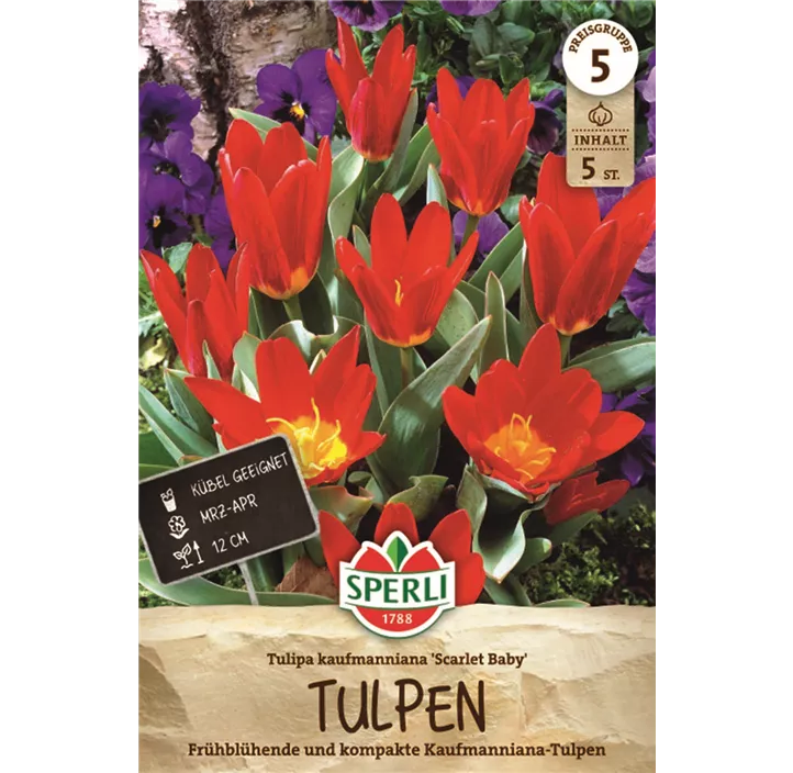 Seerosen-Tulpe 'Scarlet Baby'
