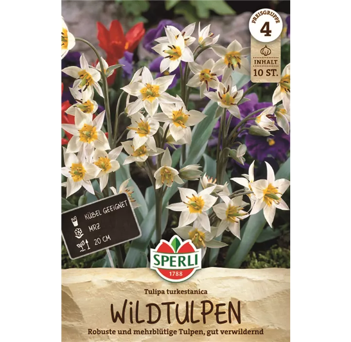 Turkestan-Tulpe