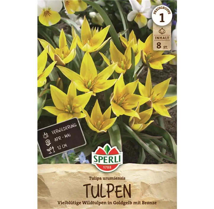 Wildtulpe