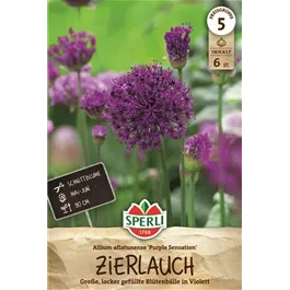 Allium aflatunense Purple Sensation