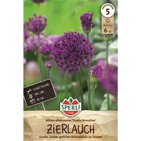 Allium aflatunense Purple Sensation