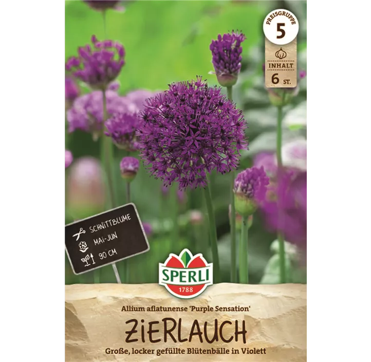 Garten-Kugel-Lauch 'Purple Sensation'