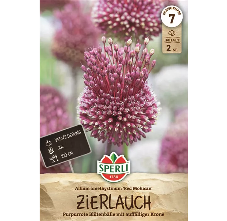Zierlauch 'Red Mohican'