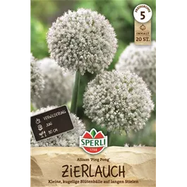 Allium ampeloprasum Ping Pong