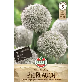 Allium ampeloprasum Ping Pong