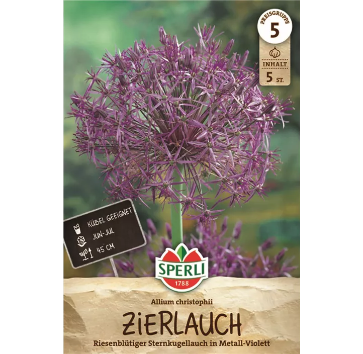 Sternkugel-Lauch
