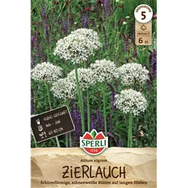 Allium nigrum Schwarzer Lauch