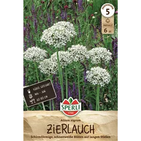 Allium nigrum Schwarzer Lauch