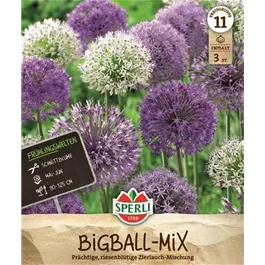 Allium sp. Allium Mix (Gladiator, Mount Everest, Pinball Wiz