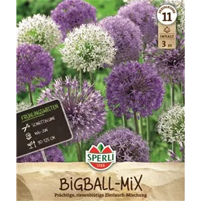 Allium sp. Allium Mix (Gladiator, Mount Everest, Pinball Wiz